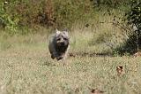 CAIRN TERRIER 057